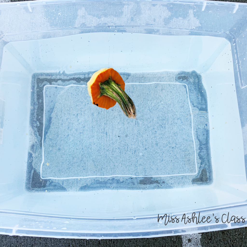 pumpkin stem floating in a tub of water